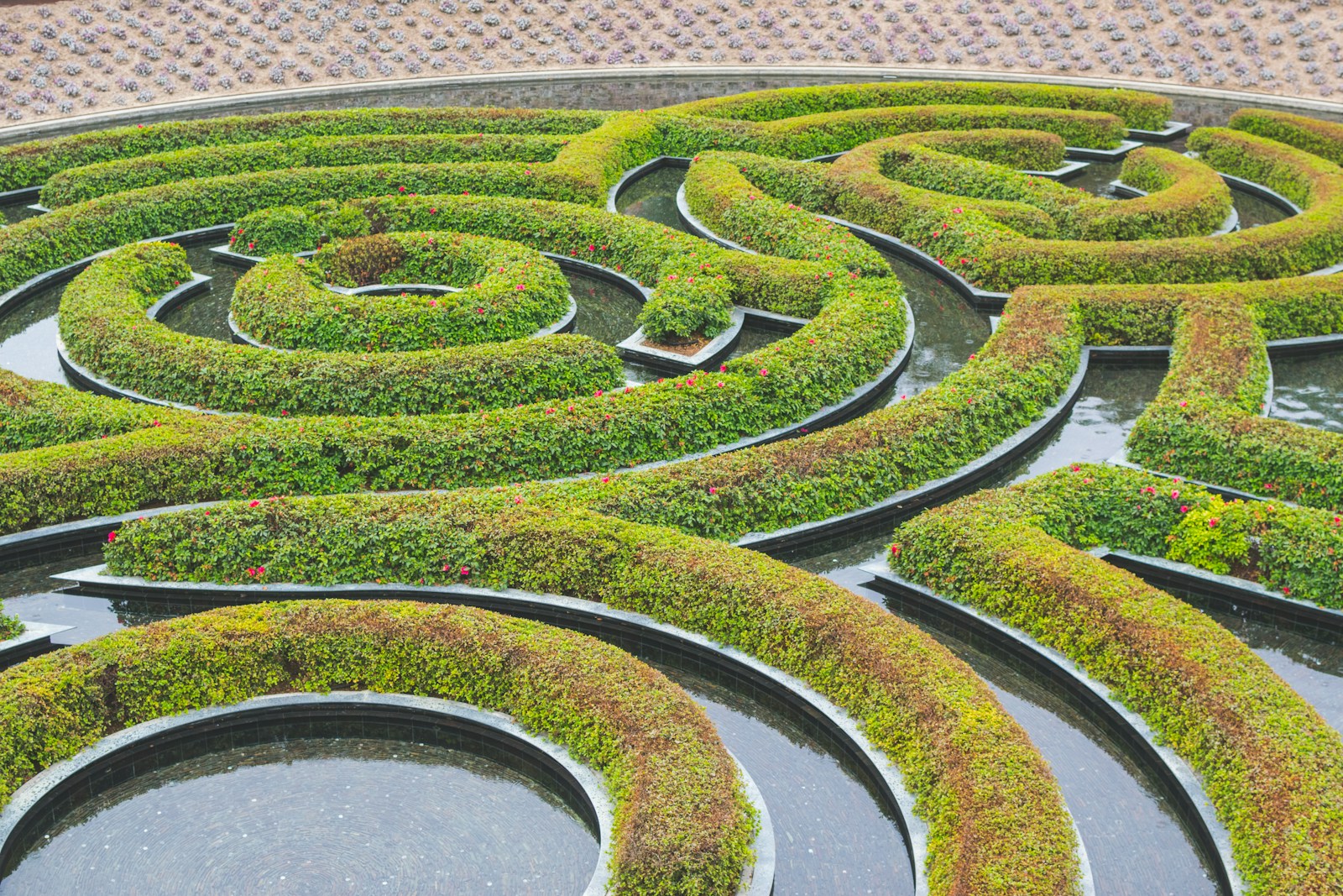 green spiral hedge